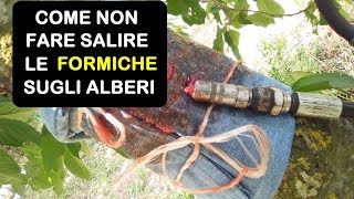 COME NON FARE SALIRE LE FORMICHE SUGLI ALBERI [upl. by Nohtiek706]