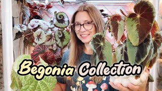 My Entire Begonia Collection  45 Plants  Some Care Talk [upl. by Esilram]