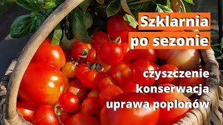 Szklarnia po pomidorach Co ze szklarnią po zbiorach pomidorów [upl. by Alburga]