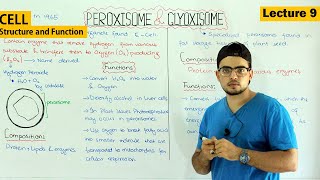 Peroxisomes and glyoxisomes structure and function Video 9 [upl. by Anerahs100]