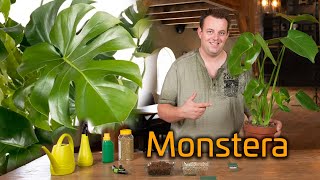 Tips voor de verzorging van je Monstera Gatenplant [upl. by Anilag765]