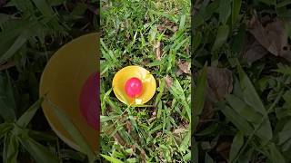 Find cute millipede pills and colored eggs shortvideo [upl. by Cedric]