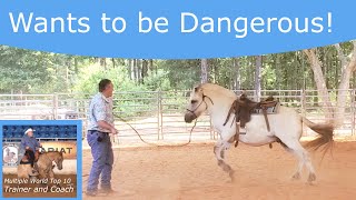 Behavior horses display before they become dangerous [upl. by Eelreveb]