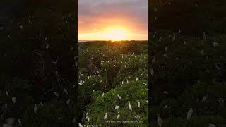 Sunset in the treetops with thousands of birds [upl. by Jerroll156]