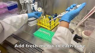 Resazurin Cell Viability Assay [upl. by Thursby]