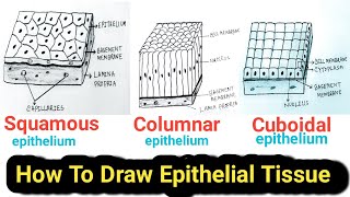 How to Draw Epithelial tissue Easy  Epithelial tissue drawing [upl. by Kcir66]