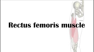 Rectus femoris muscle palpation and projection [upl. by Kriste]