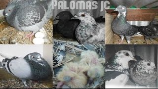 Apareamiento de palomas [upl. by Diana790]