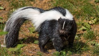 Creature Comparison Striped Skunk 🦨 vs Spotted Skunk 🦨 [upl. by Dnaltruoc257]