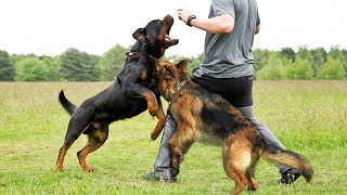 German Shepherd vs Rottweiler real bloody fight [upl. by Acirne913]