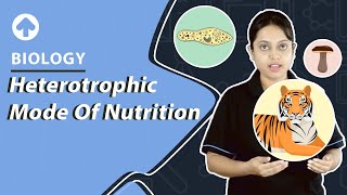 Heterotrophic Mode of Nutrition  Biology [upl. by Igiul52]