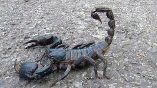 😱 Giant Black Scorpion  Wildlife Thailand 😨 [upl. by Anele328]