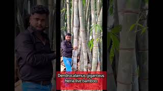 Beautiful Dendrocalamus giganteus bamboo Neria live bamboo call me 7002791693 [upl. by Aubarta]