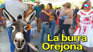 🔴💥AY PAPÁ ASÍ SE BAILA EN XILITLA💥 [upl. by Cirone]