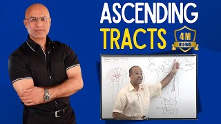 Spinothalamic Tract  Ascending Tracts  Spinocerebellar Tract  Neuroanatomy [upl. by Yedorb]