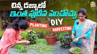 Diy Gardening ideas పుదీనాని ఈసారి ఇలా పెంచి చూడండి MADGARDENER [upl. by Dnaletak]