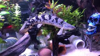 My Polypterus Delhezi Wilma [upl. by Avilo653]