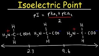 How To Calculate The Isoelectric Point of Amino Acids and Zwitterions [upl. by Nealey]