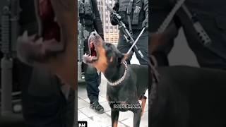 American bully vs dobermann🔥🔥✨ shorts FULL POWER FULL SHOWING THEIR HOURS WITHOUT WATER [upl. by Azarcon389]