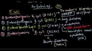 Escherichia coli infection [upl. by Nadirehs]