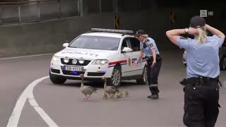 Police in Norway protecting duck family on the road VERY NICE [upl. by Jer]