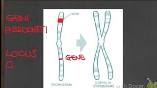 Dalle leggi di Mendel al DNA 🧬  La teoria cromosomica dell’ereditarietà [upl. by Magena253]