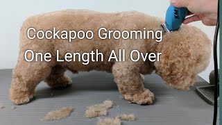 Cockapoo Grooming One Length All Over [upl. by Tabbie]