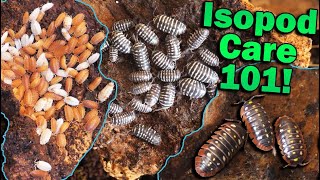 How to Care for Isopods [upl. by Shela]