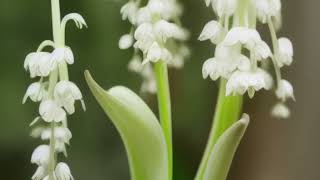 Convallaria majalis [upl. by Biles]