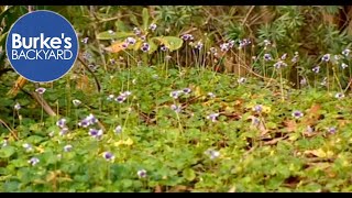 Australian Native Violet Viola hederacea Best ground cover for shady areas [upl. by Eltsirk]