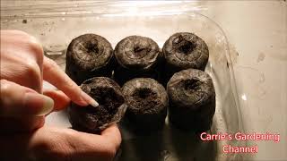 how to grow asarian vine from seed how to grow trailing snapdragons from seed climbing snapdragon [upl. by Darbee528]