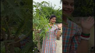 🍀গাছ ভর্তি বকফুল পেতে গেলে এখুনি এই খাবার দাও🌿Bokful gach garden gardening bokful [upl. by Aerdna234]