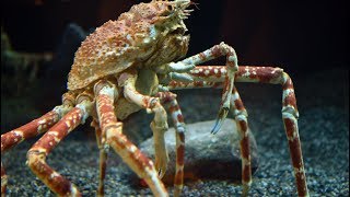 Check Out This Japanese Spider Crab Molt [upl. by Nosyerg]