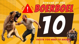 Beware of BOERBOELS 🚨The Real Boerboel EXPOSED ⚠️10 facts you don´t know about these Monsters 🦖 [upl. by Paugh]