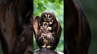 Mother Owl Sheltering Her Chicks from the Rain mother birds owl [upl. by Asteria]