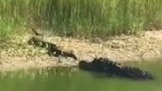 HD Gator Attacks Water Moccasin Alligator vs cottonmouth [upl. by Sirenay64]