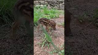 Jabalí jabatoWild boar 23 weeks old Barcelona Spain Wildlife [upl. by Taran920]