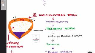 Vasicoselective Anticholinergic  5 Drugs  Oxybutynin  Urinary Incontinence  Overactive Bladder [upl. by Howund]