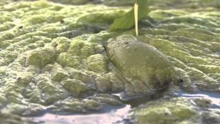 Prairie Lake bluegreen algae awareness [upl. by Ettezel]