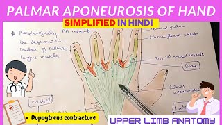 Palmar Aponeurosis  Anatomy  Hindi [upl. by Marvella440]