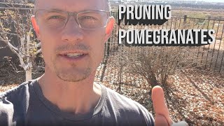 Pruning a Utah and Wonderful pomegranate bush to grow fruit in zone 8 St George Utah [upl. by Gney]