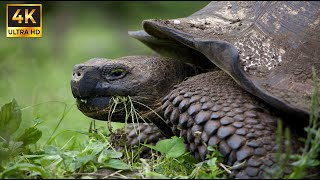 Tortoise Sounds and Turtle Noises [upl. by Ahsiliw]