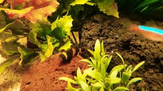 Bumblebee Fish  Freshwater Bumblebee Goby [upl. by Nazario]