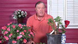 Growing Roses  When to Fertilize Roses [upl. by Toney]