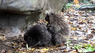 Porcupine Mating [upl. by Rolyks292]