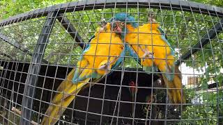 A Pair Of Macaw Love Each Other  Macaw Natural Sounds  Macaws Screaming [upl. by Llohcin]