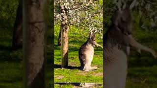 kangaroo marsupial animals [upl. by Mellie]