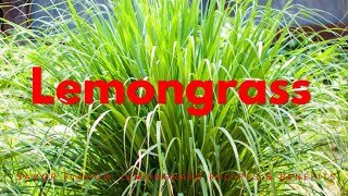 Unlocking the Powerful Health Benefits of LEMONGRASS Natures Secret Weapon [upl. by Minsat]