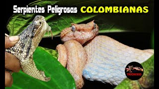 Las Serpientes mas Peligrosas de Colombia [upl. by Ahsii]