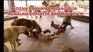 KOZAN HAYVAN BARINAĞINDA AÇ KALAN KÖPEKLER KÖPEKLER BİRBİRİNİ YİYOR [upl. by Ertnod]